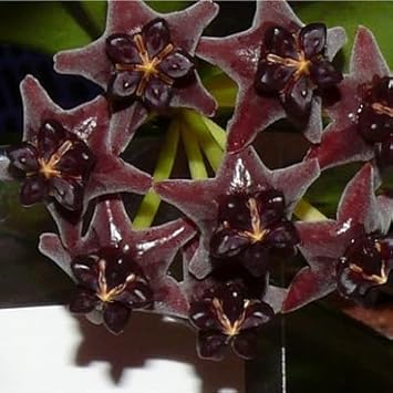 Black Hoya Flower Seeds For Planting | Stunning Perennial