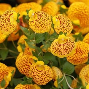 Yellow Red Calceolaria Flower seeds for Planting - Colorful Display, Heirloom & GMO Free Seeds for Home Garden
 
 Sale seeds for planting in home garden