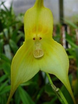 Green Monkey Face Orchids Flower seeds for Planting - Sun Loving, Heirloom & GMO Free Seeds for Home Garden
 
 Sale for planting in home garden.