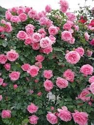 Climbing (Climbing Rose) seeds for planting in home garden