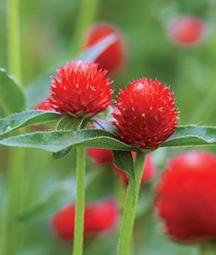 Red Bachelor Button Centaurea cyanus seeds for planting in butterfly garden