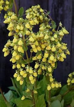 Light Yellow Calceolaria Flower seeds for Planting - Vibrant Colors, Heirloom & GMO Free Seeds for Home Garden
 
 Sale seeds for home garden