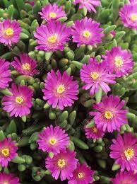 Drosanthemum Hispidum Flower seeds for Planting Wildflower Mix Heirloom & GMO Free Seeds for Home Garden 
 
 Sale for planting in home garden