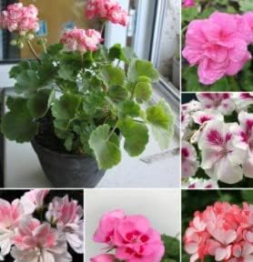 Pink Lilium Flower Seeds Cottage Garden Essential Heirloom & GMO Free Seeds for Home Garden
 
 Sale for planting in home garden