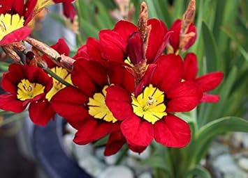 Sparaxis (Sparaxis Flower) seeds for planting in home garden