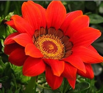 Blue Purple Adenium Flower Seeds for Planting Colorful Display Heirloom & GMO Free Seeds for Home Garden
 
 Sale for planting in home garden