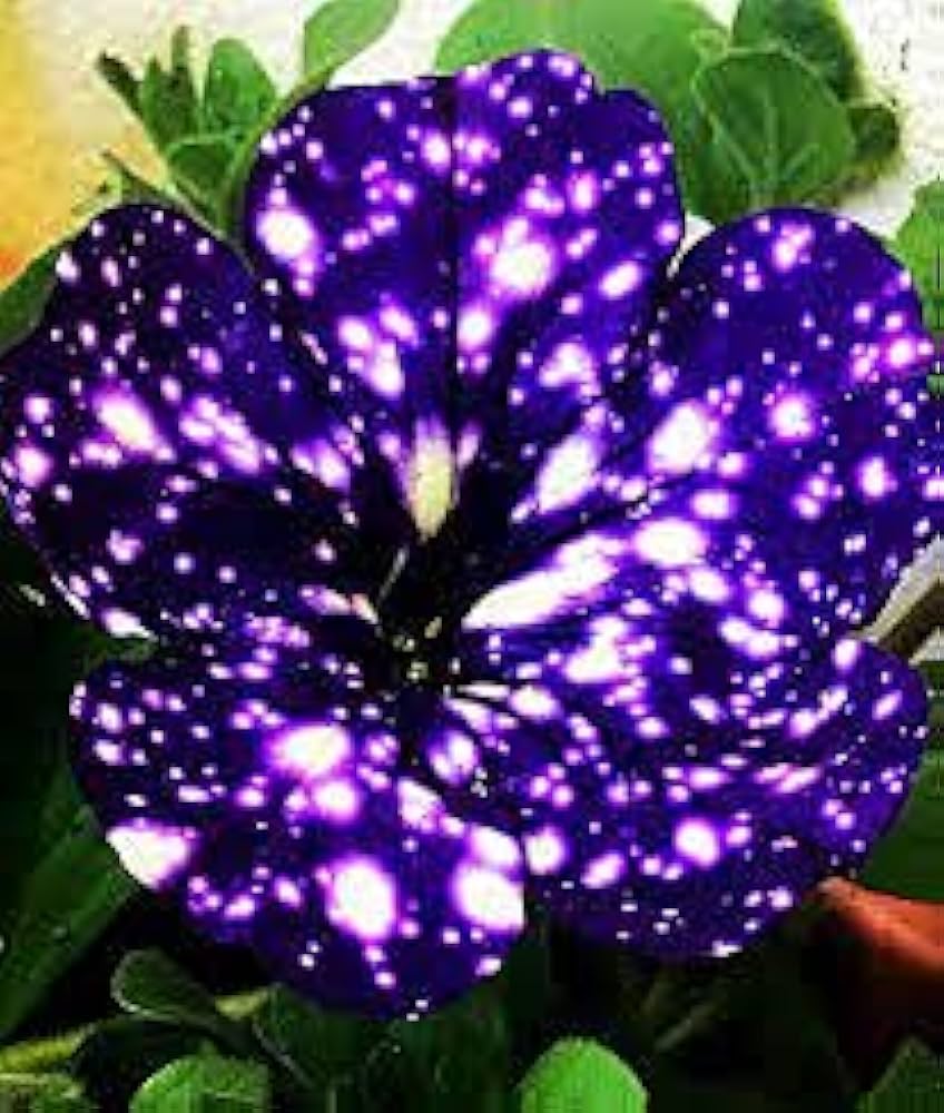 Petunia Night Sky Blue Flower Seeds