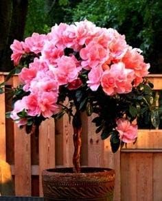 Mixed Color Hoya Flower Seeds for Planting Shade Tolerant Heirloom & GMO Free Seeds for Home Garden
 
 Sale for planting in home garden