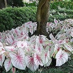 White Caladium Flower seeds for Planting - Colorful Display, Heirloom & GMO Free Seeds for Home Garden
 
 Sale seeds for home garden