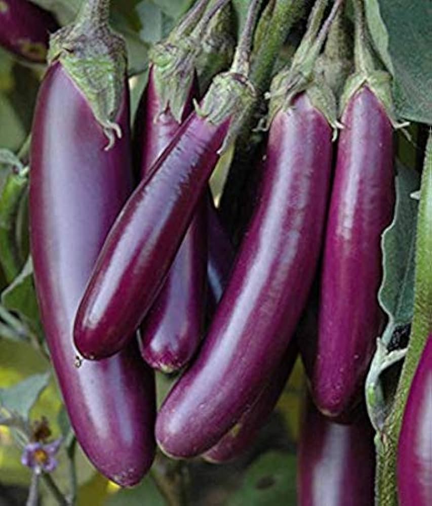 Purple Spice Herbs and Vegetables Seeds