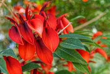 Dark Orange Erythrina Crista Galli Flower seeds for Planting - Cut Flower Favorite, Heirloom & GMO Free Seeds for Home Garden
 
 Sale seeds for home garden