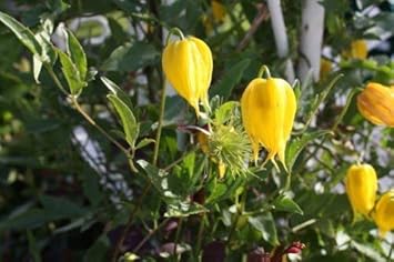 Yellow Tangutica Flower seeds for Planting - Cottage Garden Essential, Heirloom & GMO Free Seeds for Home Garden
 
 Sale seeds for home garden