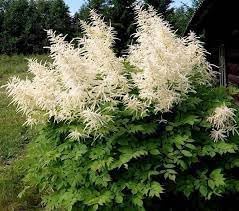 Aruncus Dioicus Flower seeds for Planting Long Bloom Season Heirloom & GMO Free Seeds for Home Garden 
 
 Sale for planting in home garden