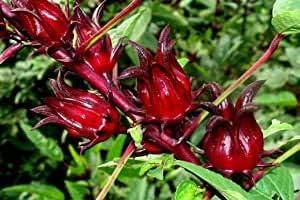 Belchanda Tengamora Seeds For Planting