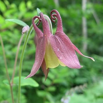 Buergeriana Flower seeds for Planting - Fragrant Blossoms, Heirloom & GMO Free Seeds for Home Garden
 
 Sale for planting in home garden.