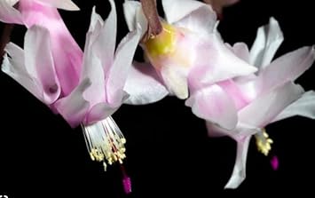 White Zygocactus Flower seeds for Planting - Easy to Grow, Heirloom & GMO Free Seeds for Home Garden
 
 Sale for planting in home garden