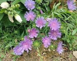 Stoke's Aster Flower seeds for Planting - Garden Favorite, Heirloom & GMO Free Seeds for Home Garden
 
 Sale seeds for home garden