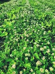 New Zealand Clover Seeds Flower seeds for Planting - Seasonal Bloomer, Heirloom & GMO Free Seeds for Home Garden
 
 Sale seeds for home garden