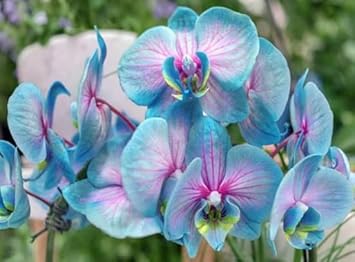 White Red Phalaenopsis Orchid Flower Seeds for Planting Low Maintenance Heirloom & GMO Free Seeds for Home Garden
 
 Sale for planting in home garden