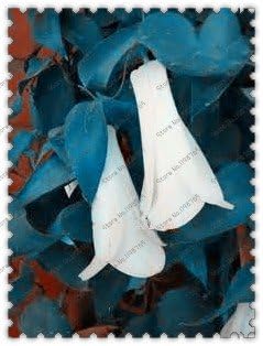 White Lapageria Flower seeds for Planting - Colorful Display, Heirloom & GMO Free Seeds for Home Garden
 
 Sale for planting in home garden