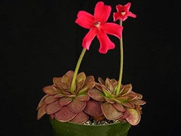 Red Butterwort Flower seeds for Planting - Low Maintenance, Heirloom & GMO Free Seeds for Home Garden
 
 Sale for planting in home garden