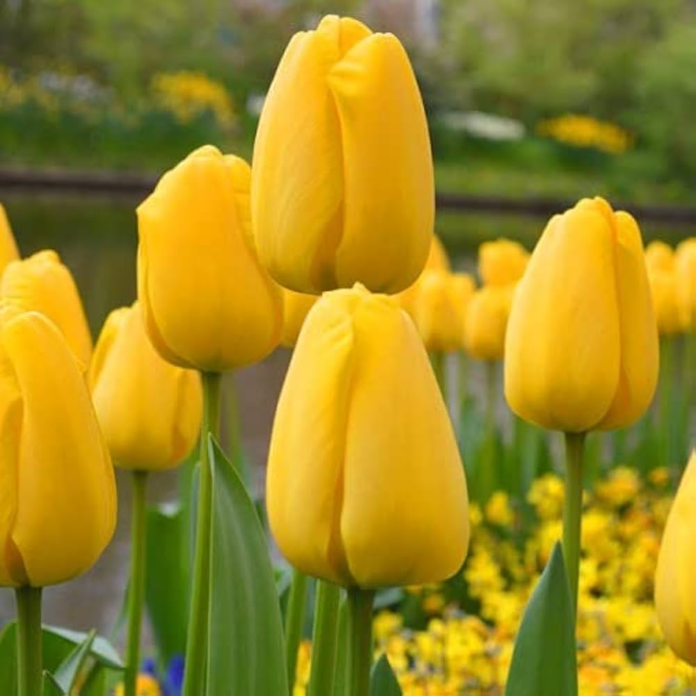 Yellow Tulip Planting Seeds For Gardening