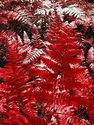 Fern Red Seeds For Planting - Unique Colorful Ferns Your Garden