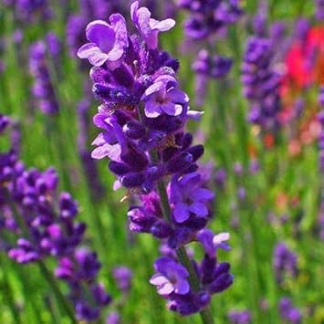 Lavender Flower seeds for Planting Low Maintenance Heirloom & GMO Free Seeds for Home Garden 
 
 Sale for planting in home garden
