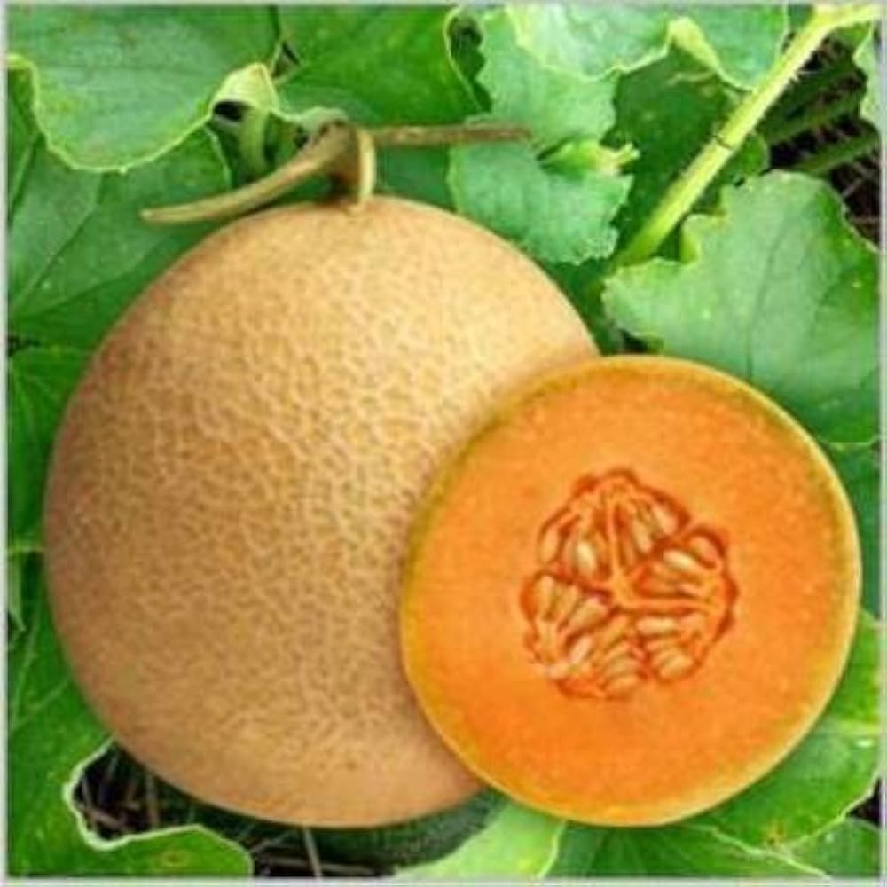 Karamel Melon Seeds (4G) for Sweet, Golden Summer Melons