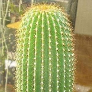 Green Neobuxbaumia Flower seeds for Planting - Sun Loving, Heirloom & GMO Free Seeds for Home Garden
 
 Sale for planting in home garden.