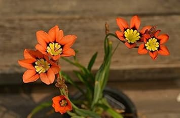 Orange And Black Sparaxis Flower Seeds For Easy Planting