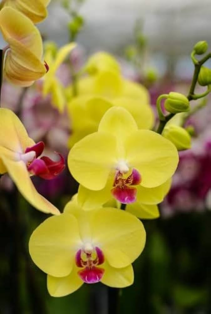 Butterfly Orchid Yellow Seeds For Planting Flower