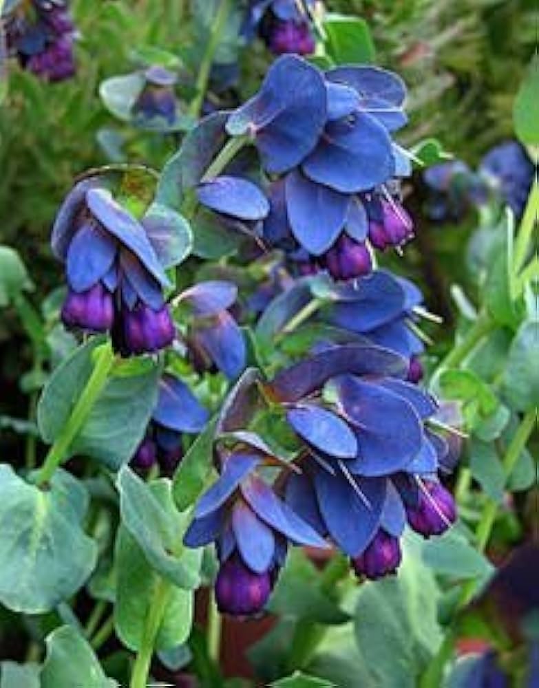 Shrimp Plant Justicia brandegeeana for planting in balcony garden