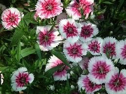 White Mix Dianthus Seeds For Planting - Elegant Flower Blooms