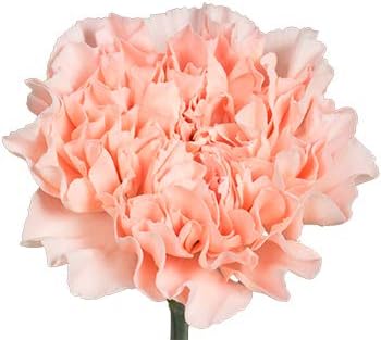 Green Amaryllis Flower Seeds for Planting Perfect for Borders Heirloom & GMO Free Seeds for Home Garden
 
 Sale for planting in home garden