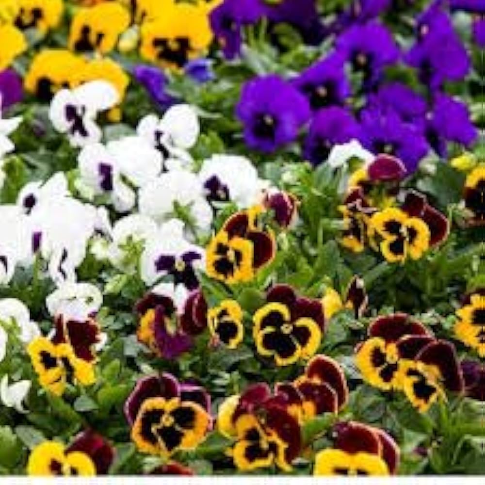Giant Clear Ruby Pansy seeds for cool season garden