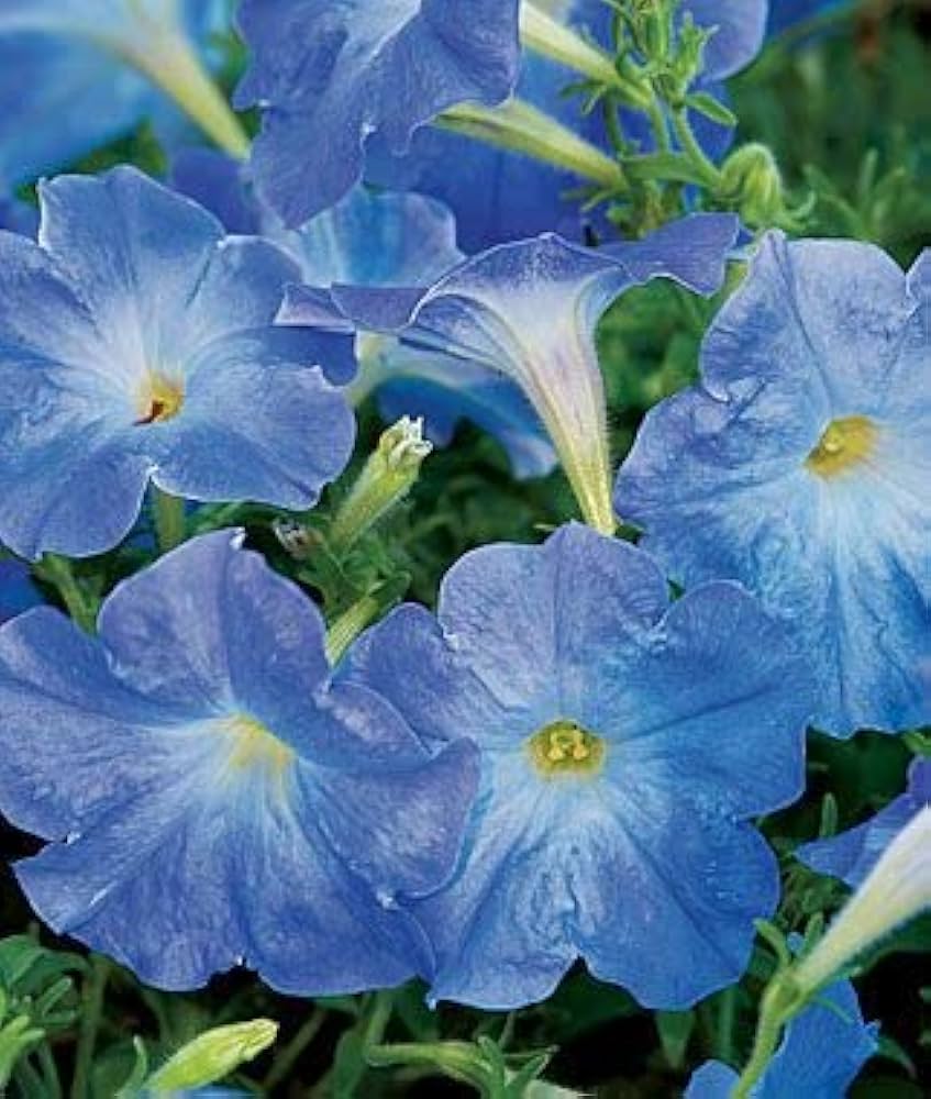 Sky Blue Petunia Flower Seeds Planting