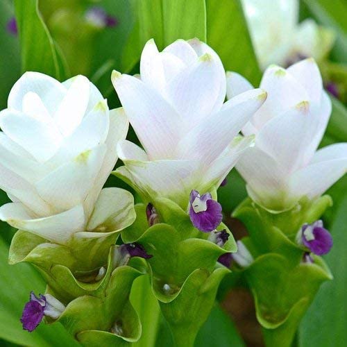 Alismatifolia Flower Seeds for Planting White - Enjoy the Elegant White Alismatifolias in Your Space