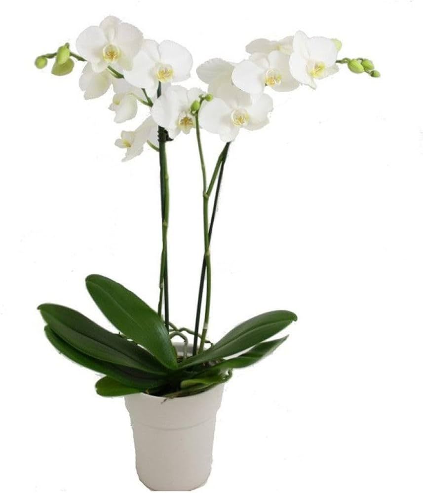 Phalaenopsis Orchid Seeds For Planting - Black And White Varieties Flower