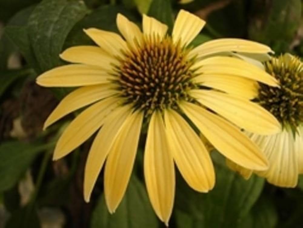 Echinacea Yellow Flower Seeds Planting Pack For Vibrant Gardens