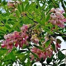 Gliricidia Sepium Tree Seeds for Planting - Bright Blooms, Heirloom & GMO Free Seeds for Home Garden
 
 Sale seeds for home garden