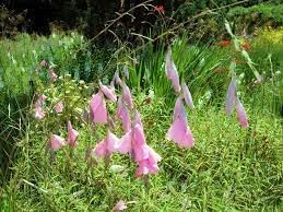 Dierama Flower seeds for Planting Pollinator Friendly Heirloom & GMO Free Seeds for Home Garden 
 
 Sale for planting in home garden