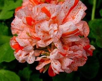 Red Azalea Flower Seeds for Planting Easy to Grow Heirloom & GMO Free Seeds for Home Garden
 
 Sale for planting in home garden