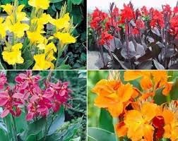 Perennial Canna Flower seeds for Planting Colorful Display Heirloom & GMO Free Seeds for Home Garden 
 
 Sale for planting in home garden