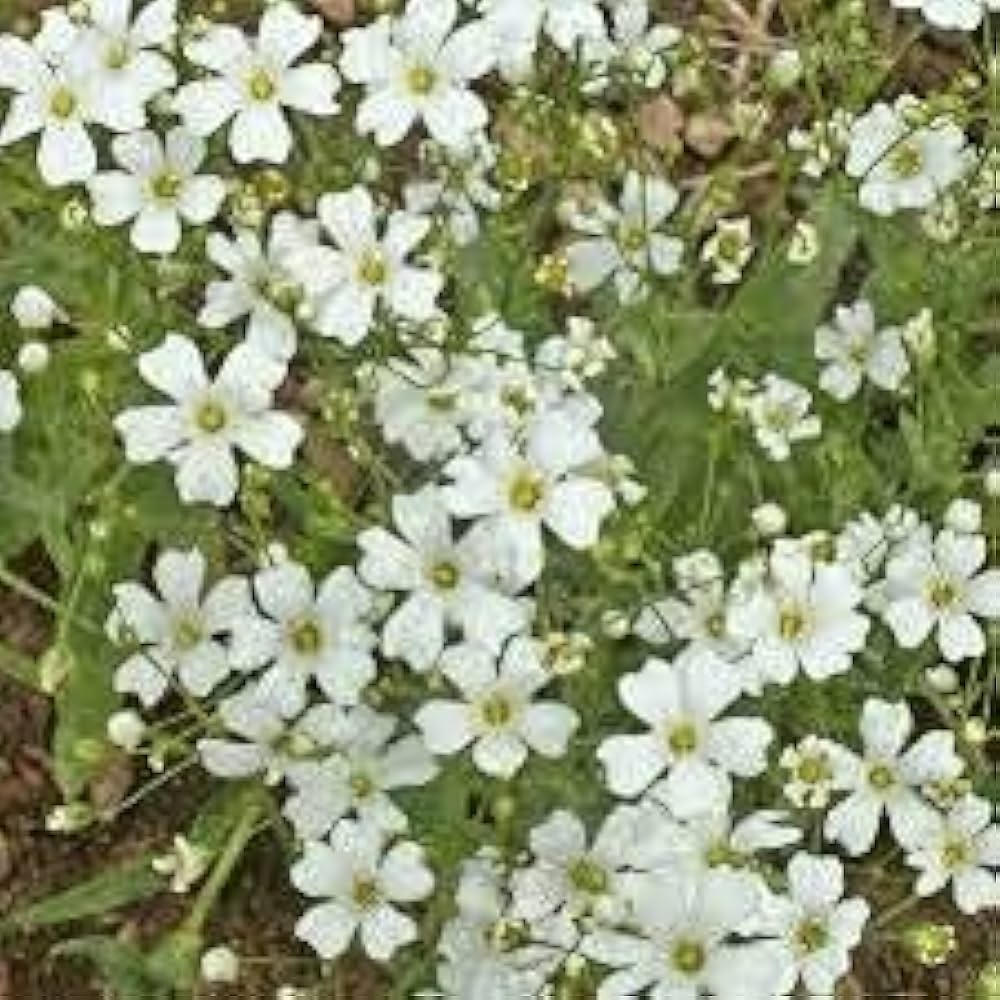 Red Babys' Atem Gypsophila Elegans Flower Seeds for delicate garden blooms