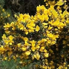 Yellow Gorse Ulex Europaeus Flower seeds for Planting - Easy to Grow, Heirloom & GMO Free Seeds for Home Garden
 
 Sale for planting in home garden