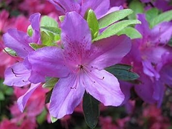 MultiColour Anthurium Seeds for Planting Premium Quality Heirloom & GMO Free Seeds for Home Garden
 
 Sale for planting in home garden