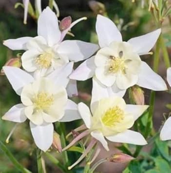 Lavender Amaryllis Flower Seeds for Planting Garden Favorite Heirloom & GMO Free Seeds for Home Garden
 
 Sale for planting in home garden