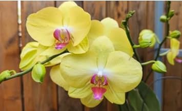 Yellow Orchid Flower Seeds For Planting