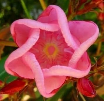 Sixfold Flower seeds for Planting - Hardy Variety, Heirloom & GMO Free Seeds for Home Garden
 
 Sale for planting in home garden.